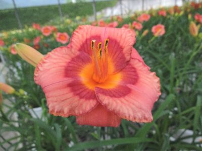 新品種萱草花蓮6號-橘之樂，花朵具香氣，花瓣為橙紅色，花瓣有紅色寬條帶，花心為橙黃色--將另開視窗看原圖