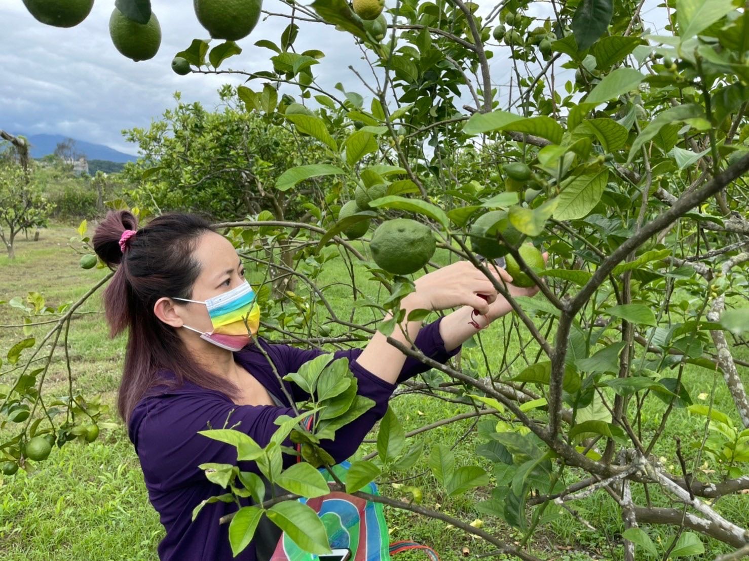 彌勒有機果園帶遊客認識有機果樹，並採收回去做蛋糕(圖片由彌勒有機果園提供)