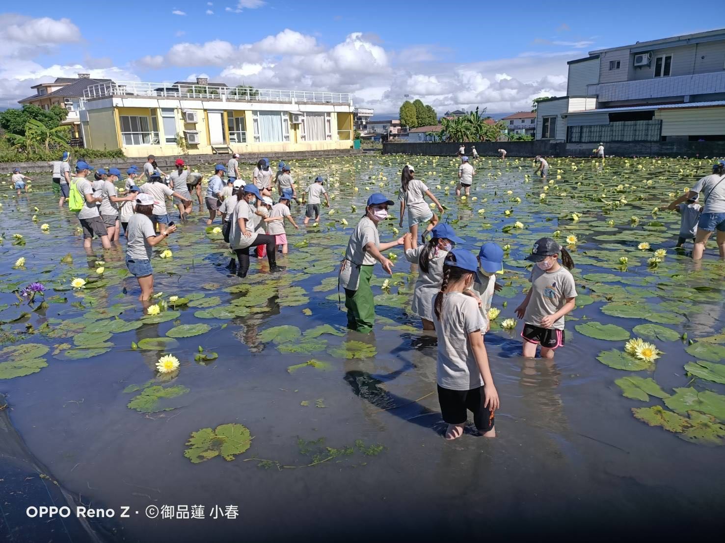 御品蓮休閒農莊推出採蓮體驗(圖片由御品蓮休閒農莊提供)