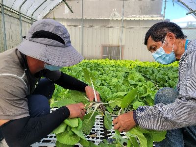 農業師傅接受調度單位派工到不同農場上工--將另開視窗看原圖