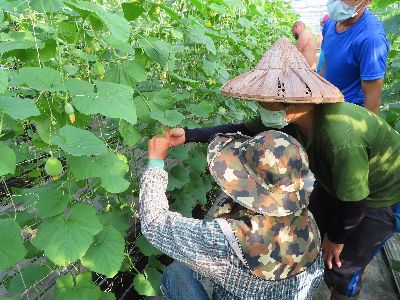 資深農業師傅協助新人熟悉工作--將另開視窗看原圖