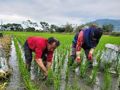 農業師傅接受調度單位派工到不同農場上工--將另開視窗看原圖