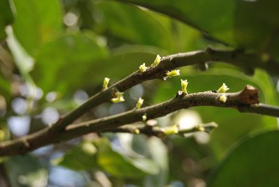 文旦萌發新梢--將另開視窗看原圖