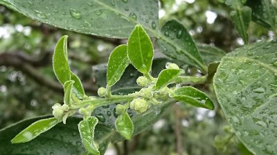 文旦萌發新梢--將另開視窗看原圖