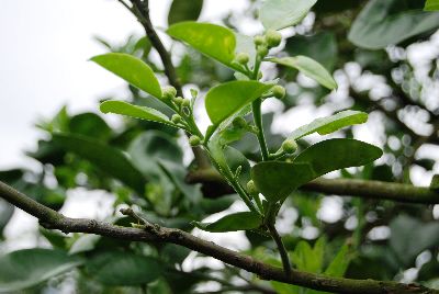 弱母枝與強新枝-幾乎同粗--將另開視窗看原圖