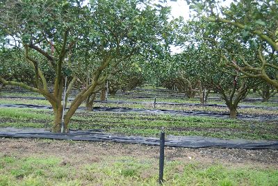 春梢生育期須保持土壤濕潤--將另開視窗看原圖