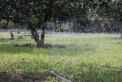 春梢生育期須保持土壤濕潤--將另開視窗看原圖