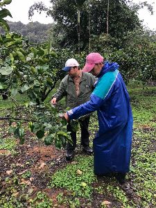 早收技術果園輔導--將另開視窗看原圖