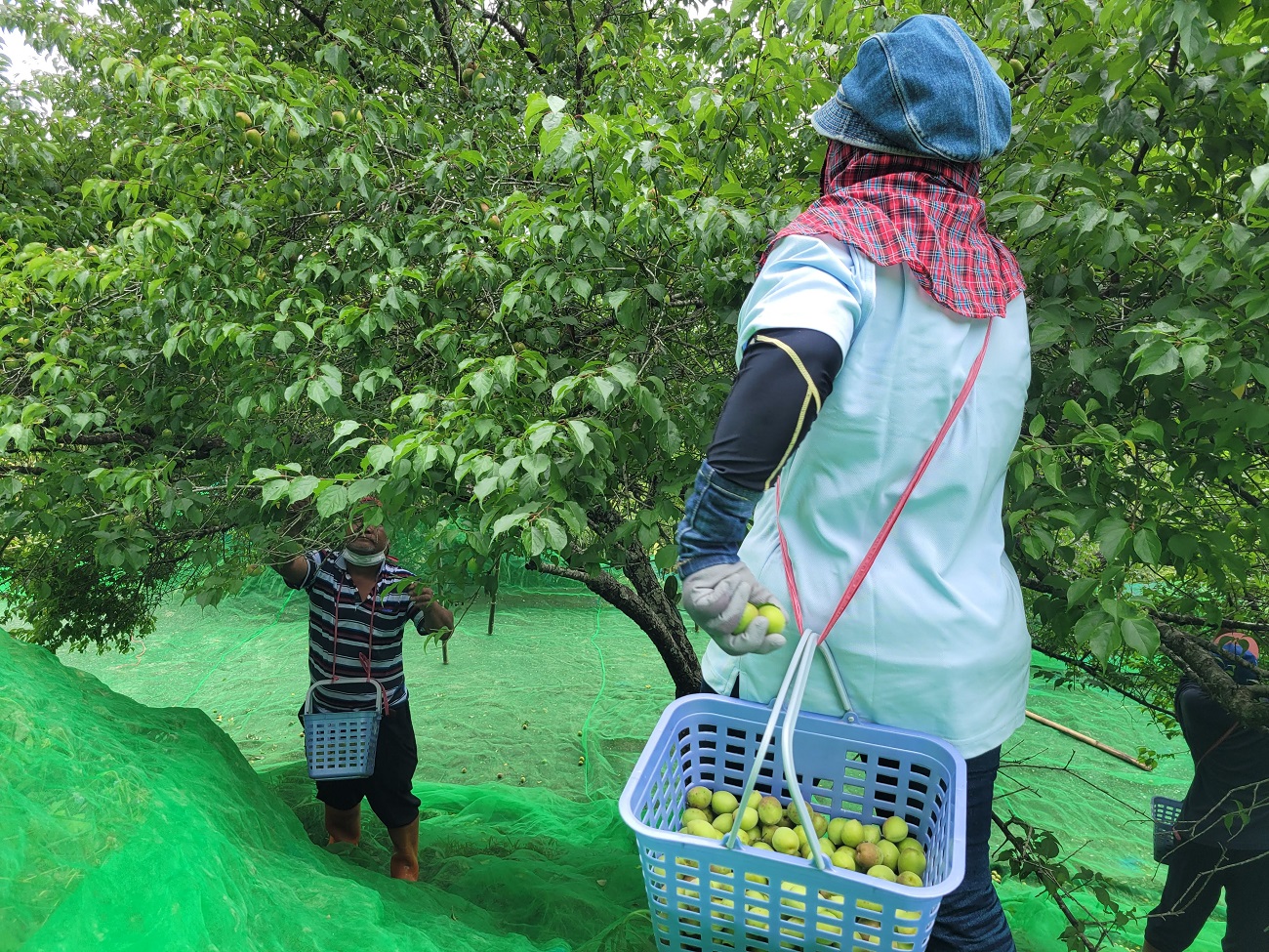 農業師傅練習手採梅