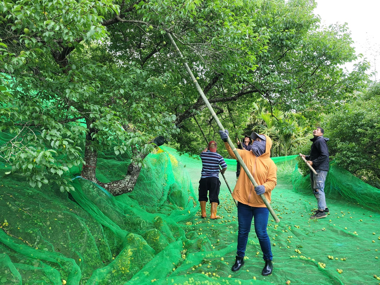 先打樹冠外側的梅果
