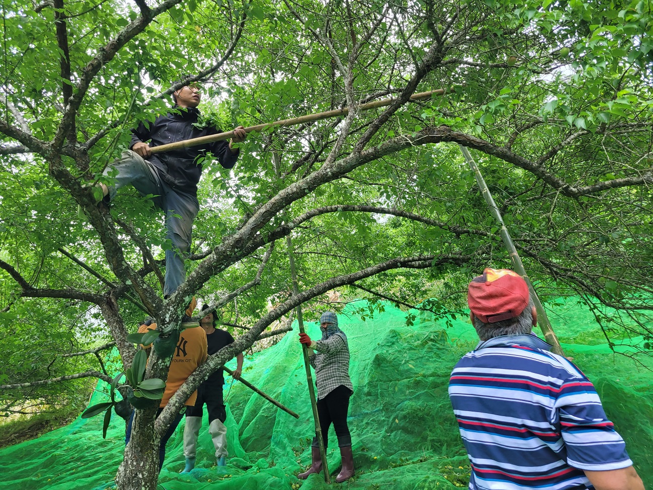 接著再打內側的梅果