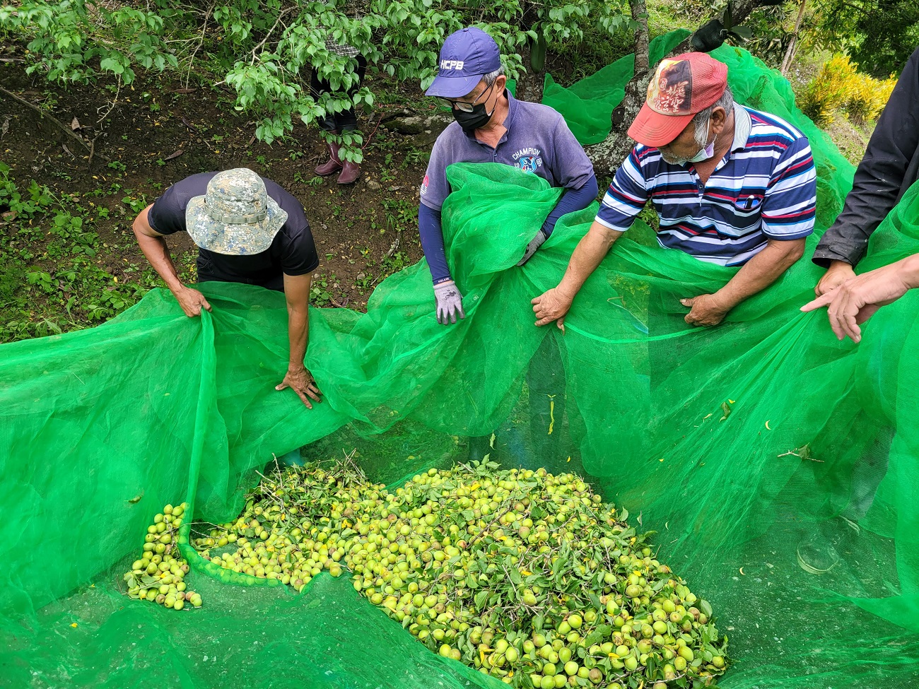 集中網布內的梅果，準備裝袋