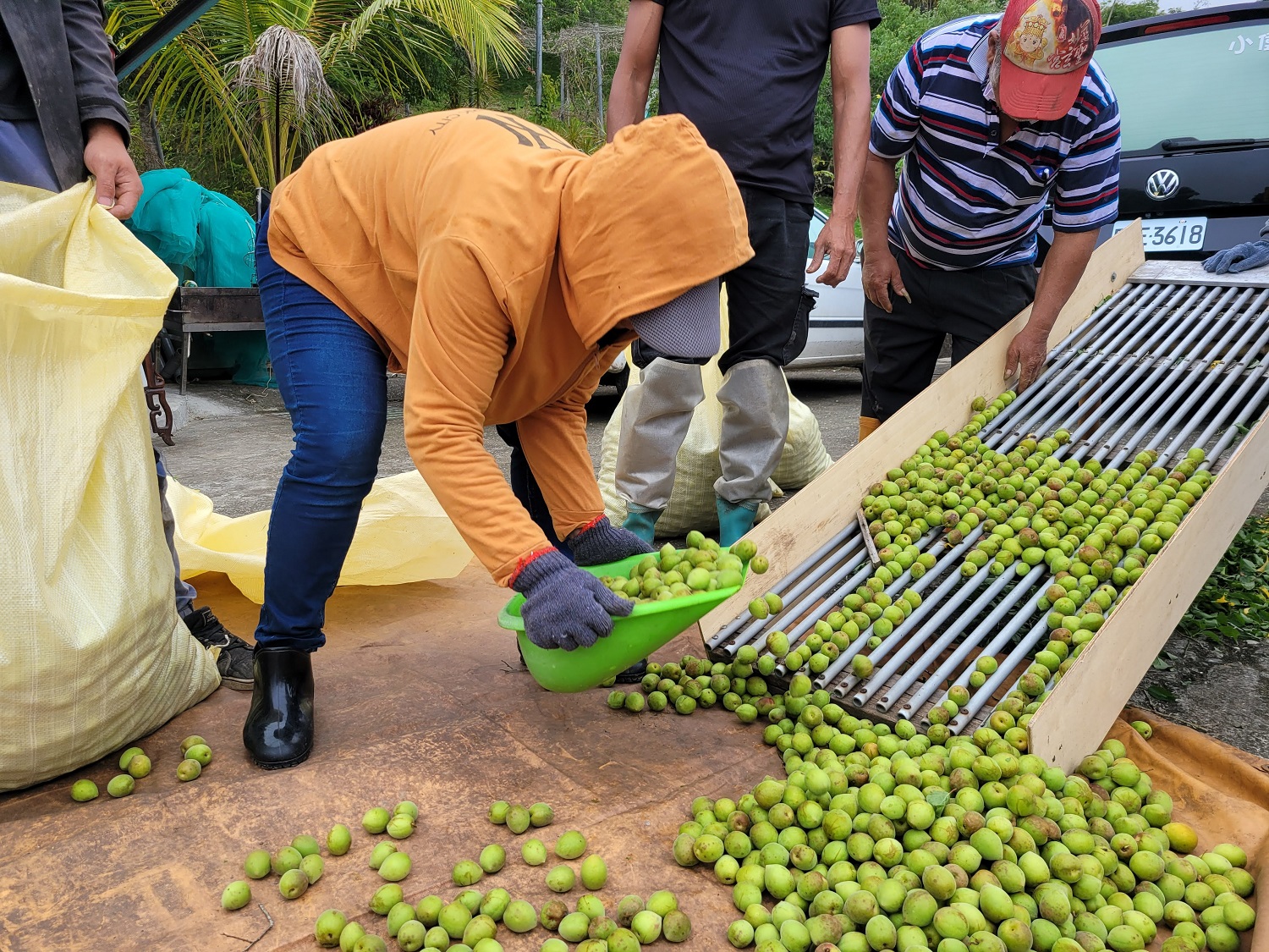 利用簡易輸送裝置，便利人工篩除枝葉、劣果