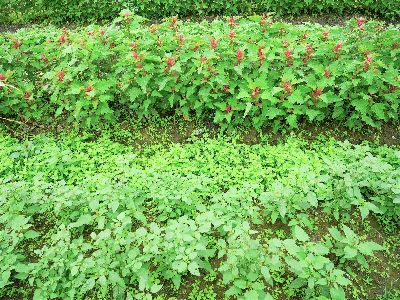 圖1.春暖花開時節，野菜也蓬勃生長，栽培的紅藜外，龍葵及鵝兒腸等野菜也恣意生長--將另開視窗看原圖
