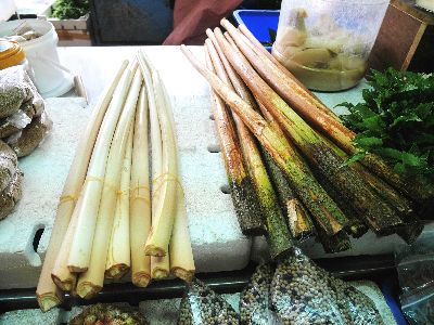 圖3.黃藤植株長滿銳刺，食用部位黃藤心卻幼嫩細緻，還富含礦物質鋅--將另開視窗看原圖