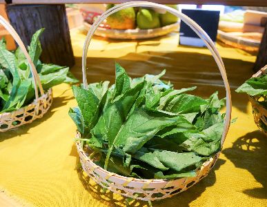 圖4.木鱉果不儘果實可食，葉片也是原住民族常食用的野菜，β胡蘿蔔素、維生素C、葉黃素等營養素豐富--將另開視窗看原圖