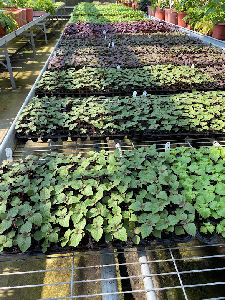 花蓮區農業改良場有機育苗技術提升種苗品質--將另開視窗看原圖