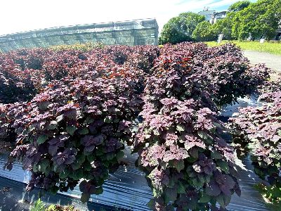 花蓮區農業改良場有機栽培技術提升紫蘇產量--將另開視窗看原圖