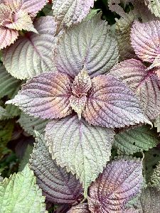 紫蘇可利用頂芽進行扦插繁殖，但扦插需於適合時機或設備，繁殖倍率較種子繁殖倍率小，擴增速度較慢--將另開視窗看原圖