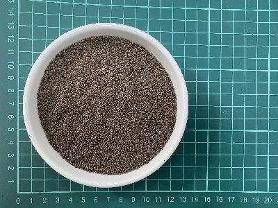 花蓮區農業改良場採出的紫蘇種子樣貌--將另開視窗看原圖