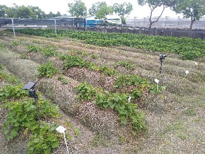 未施用烏肥區域，龍鬚菜於夏季逆境嚴重衰弱--將另開視窗看原圖