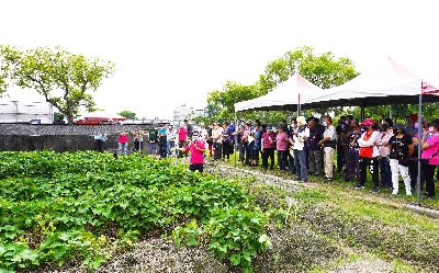 龍鬚菜田間觀摩展示試驗成果之解說實況--將另開視窗看原圖