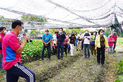 龍鬚菜田間觀摩展示試驗成果之解說實況--將另開視窗看原圖