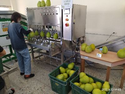 現場操作文旦精油刮取機--將另開視窗看原圖