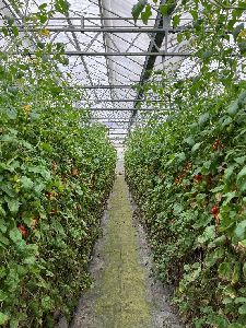 花蓮區農改場技術導入之番茄生長情形良好--將另開視窗看原圖