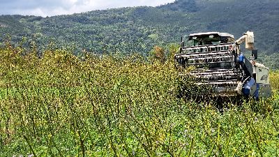 雜糧聯合收穫機進行樹豆機械化採收--將另開視窗看原圖