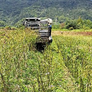樹豆機械化採收需舉升車體採收部位達80cm高--將另開視窗看原圖