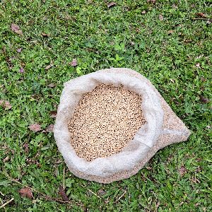 樹豆機械化採收之優良樹豆種子--將另開視窗看原圖