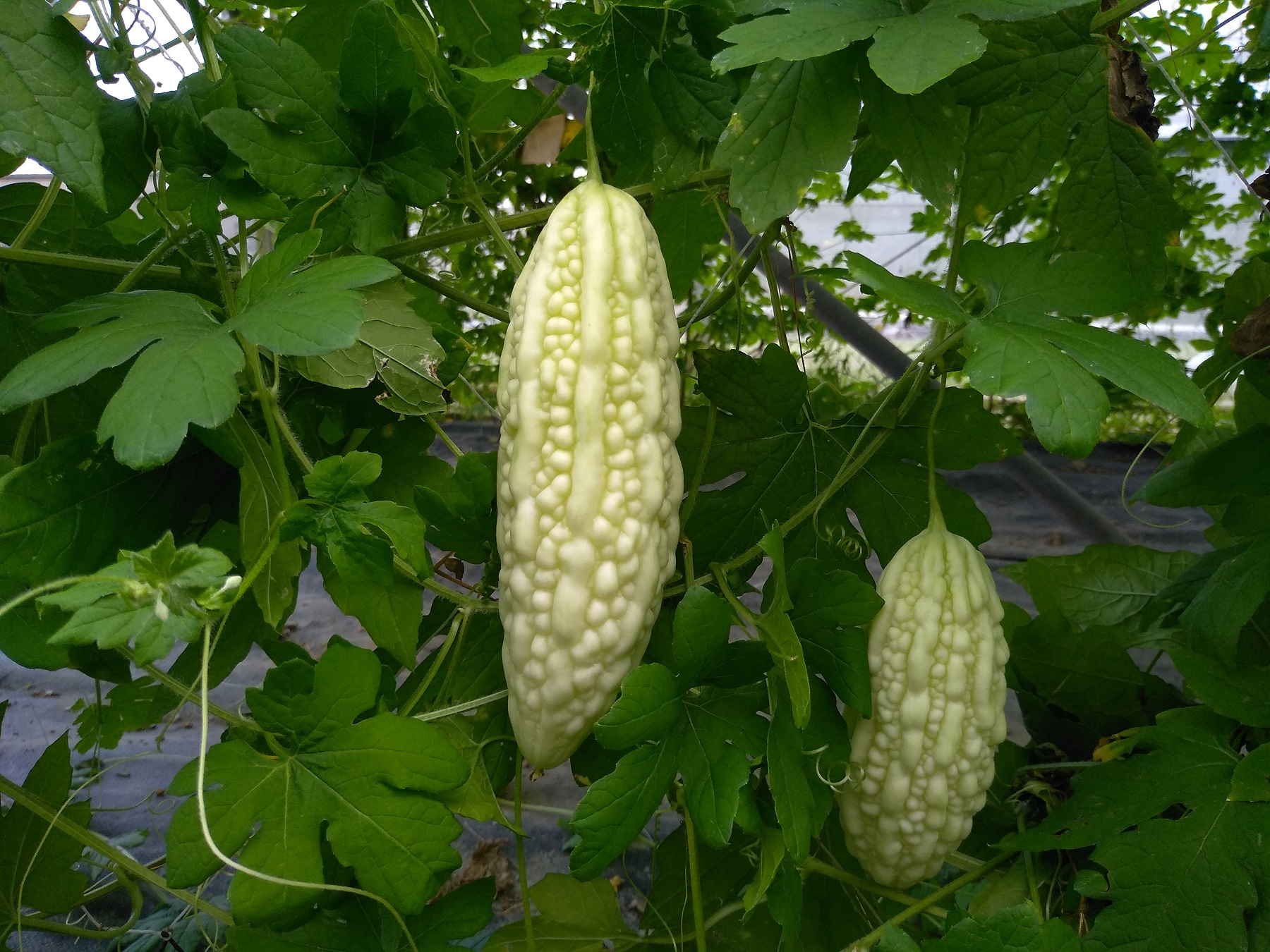 機能苦瓜花蓮7號