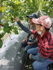 花蓮農改場研究人員與官班長討論脆質哈密瓜栽培技術--將另開視窗看原圖