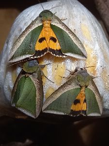 吸果夜蛾(艷夜裳蛾)取食套袋番石榴--將另開視窗看原圖