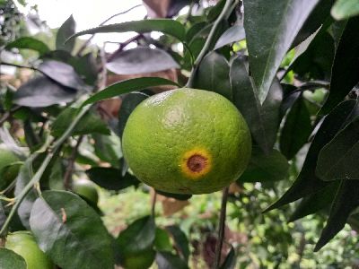 吸果夜蛾取食過之柑橘果實--將另開視窗看原圖