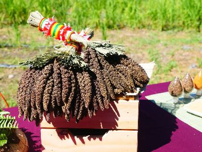 部落黑米及黑小米栽培技術優化，解決茂林區7月「黑米祭」與11月舉行「豐收祭」黑米及黑小米不敷祭典使用問題--將另開視窗看原圖