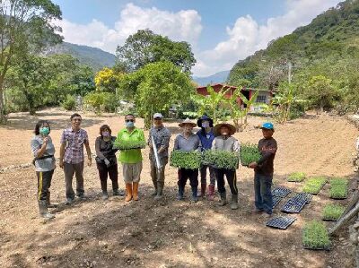 高雄場研發臺灣油芒省工栽培、病蟲害綜合管理及採後調製加工利用技術，促進原鄉臺灣油芒產業化及加值應用--將另開視窗看原圖