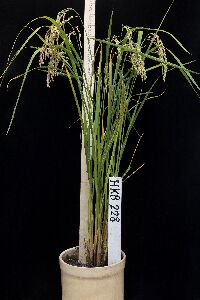 ‘花蓮26號’單株照片--將另開視窗看原圖