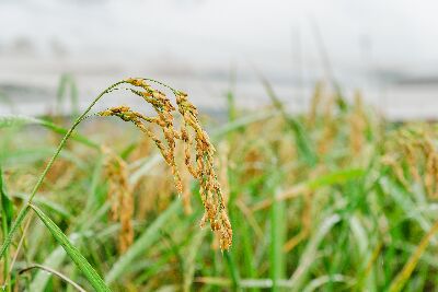 ‘花蓮26號’田間照--將另開視窗看原圖