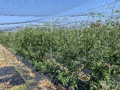 ‘花蓮24號-友愛’番茄植株在高雄美濃種植的情形--將另開視窗看原圖