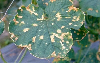 露菌病病斑為典型黃褐色角斑，影響瓜苗生育--將另開視窗看原圖