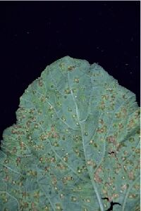 MNSV病葉上的褐色病斑中央白化，且周圍呈現水浸狀。(圖片來源：臺中區農業改良場)--將另開視窗看原圖