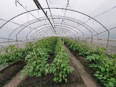 大果番茄為宜蘭地區設施生產特色作物，主要為粉柿品種--將另開視窗看原圖