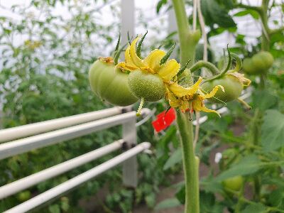 夜間補光的番茄植株較早開花，茄果發育也較早--將另開視窗看原圖