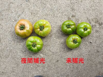 夜間補光的茄果(圖左)因較早授粉而提早發育，也提早轉色，可較早採收--將另開視窗看原圖