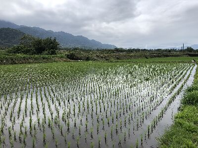 連續降雨濕度高適合病害發展，已插秧田區請加強巡田，及早施藥避免病害蔓延--將另開視窗看原圖