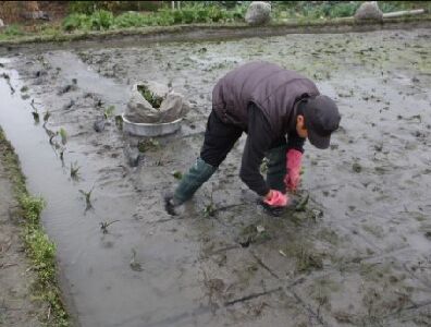 以往人工種植之情形--將另開視窗看原圖