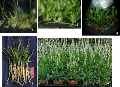 花蓮農改場經過數年努力研發建立綬草組培繁殖體系，並授權業者量產種苗。其操作依次為：1.無菌播種。2.芽體增殖。3.芽體抽長，發根展葉成組培苗。4.及5.瓶苗出瓶種植栽培生育情形--將另開視窗看原圖