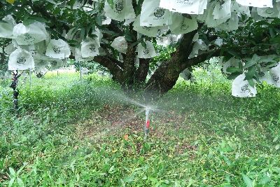自動灌溉系統每棵樹設置一個噴頭--將另開視窗看原圖